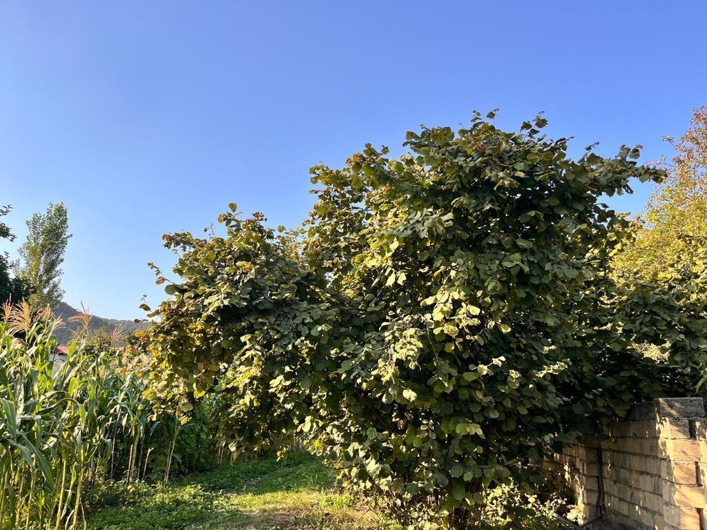 5 sot, Tikinti, Mülkiyyətçi, Kupça (Çıxarış) — Torpaq, İsmayıllı (4)