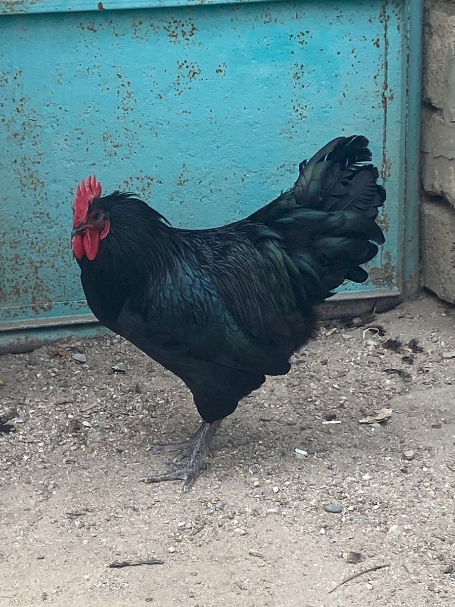 Mayalı avstralorp yumurtası — Quşlar, Bakı (6)