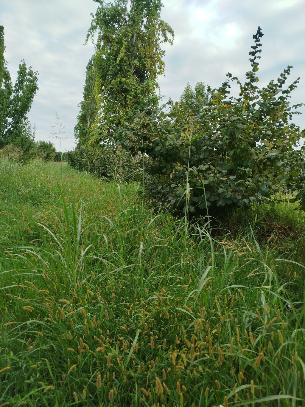 Kənd təsərrüfatı — Torpaq, Xaçmaz (3)