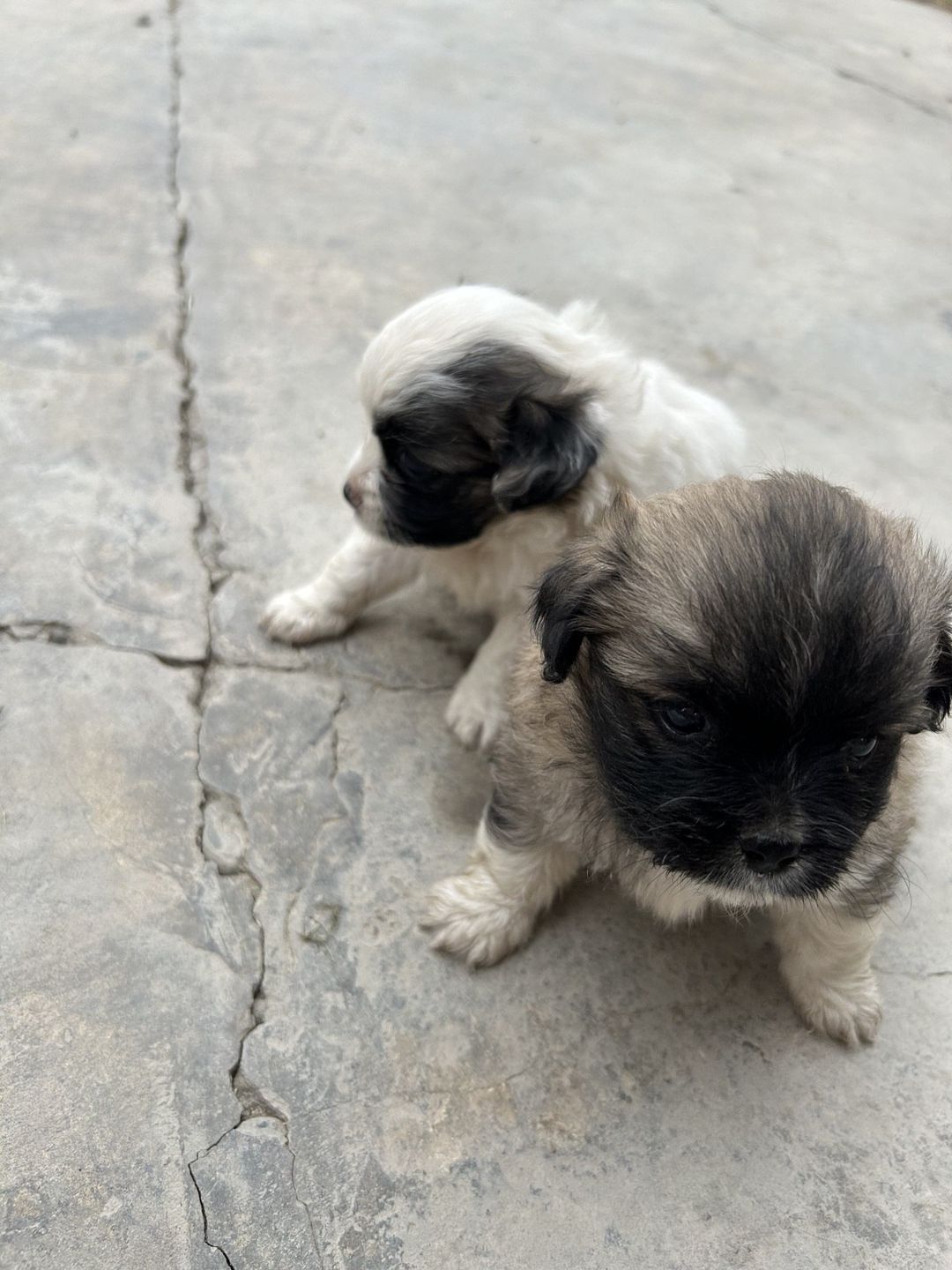 Pekines balası — Heyvanlar, Saatlı (9)