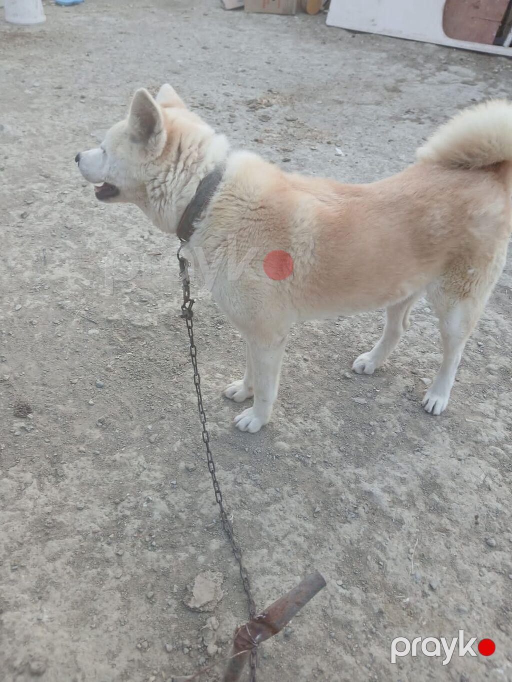 Akita-inu, 1 il, Dişi — Köpəklər, Salyan (2)