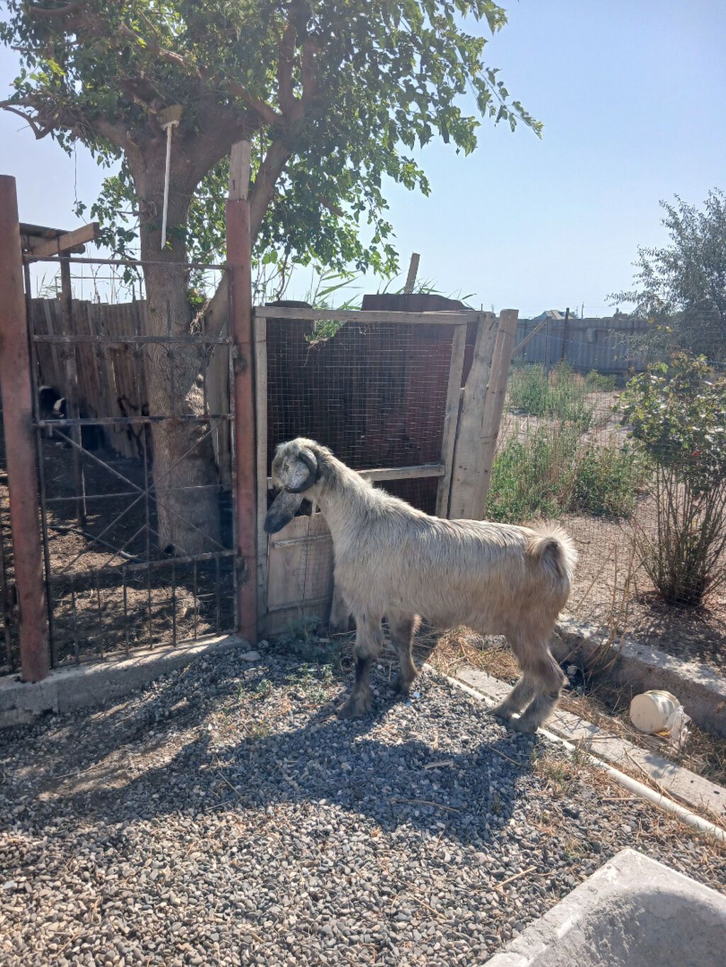 Erkək, Hələb, il: 1, Damazlıq, Ünvandan götürmə — Heyvanlar, Siyəzən (6)