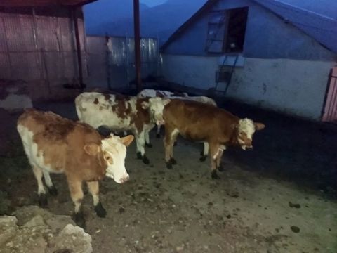 Satışda: Simmental növü dana və düyələr - Cins: Simmental — Quba