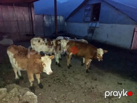 Satışda: Simmental növü dana və düyələr - Cins: Simmental — Quba