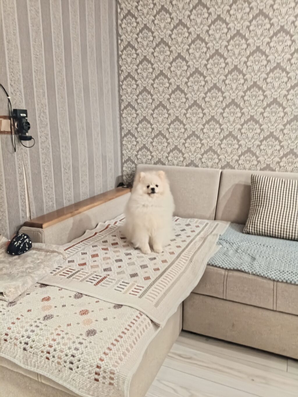 Şpitz, 8 ay, Erkək, Cütləşmə üçün, Ünvandan götürmə — Heyvanlar, Bakı (6)