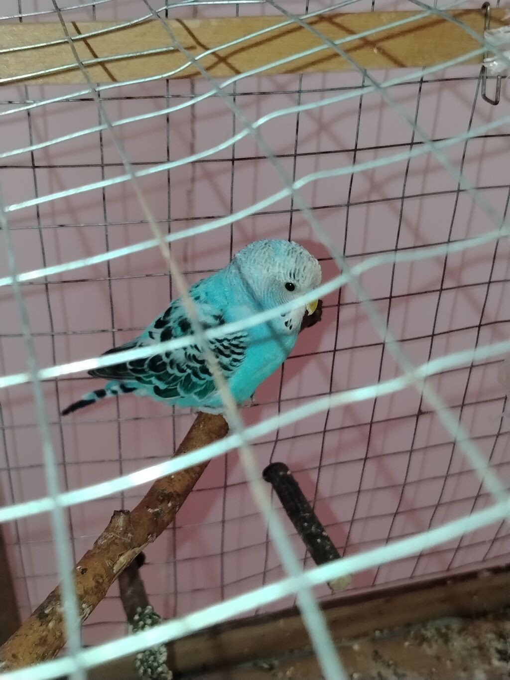 Məhsul: Dalmatin naxışlı mavi-bulat rəngli dalğa papuqayı (budgerigar) — Qəfəslər, Digah (3)