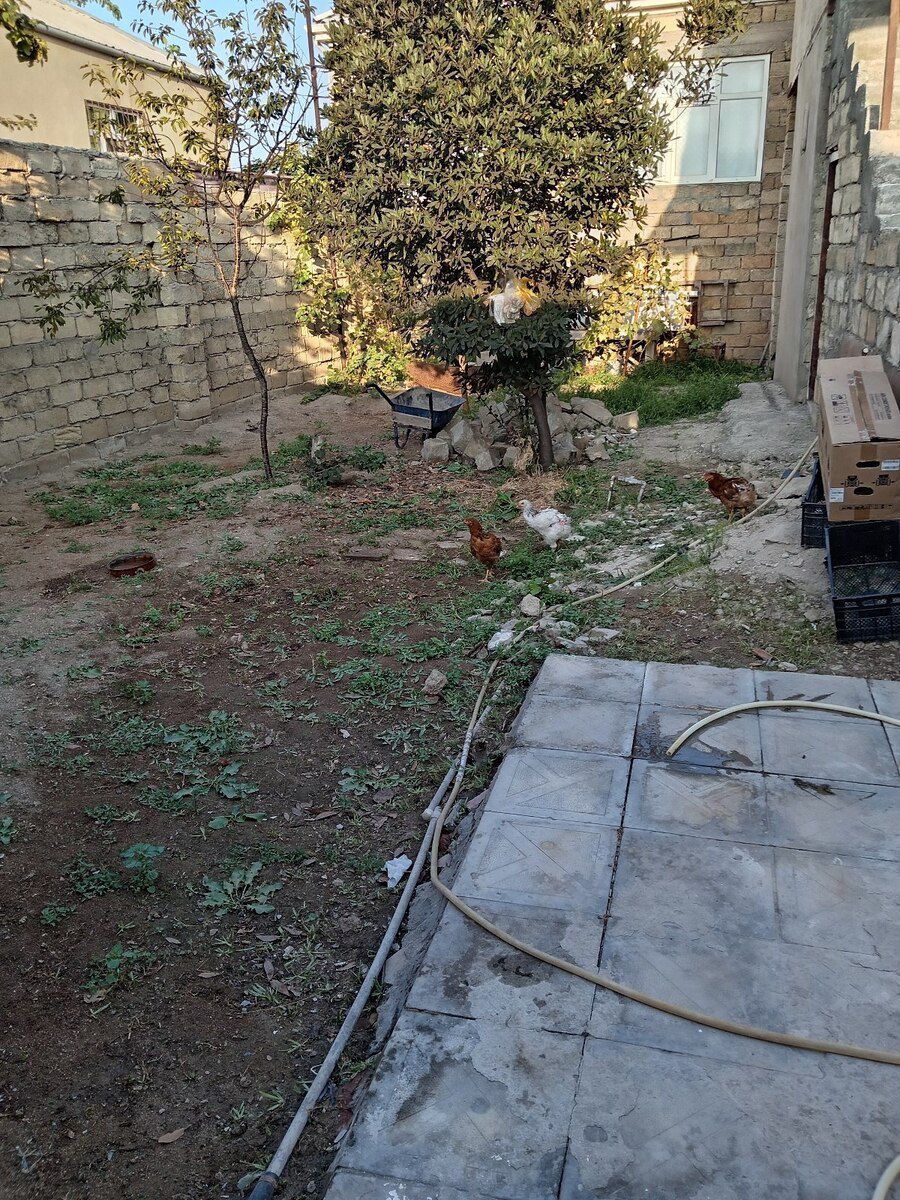 Həyət evi, Xəzər bağları — Ev, villa, Sumqayıt (12)