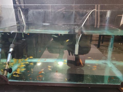 Dördbucaq akvarium, Balıqlarla birlikdə, 100 l — Digah