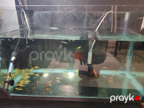 Dördbucaq akvarium, Balıqlarla birlikdə, 100 l — Digah