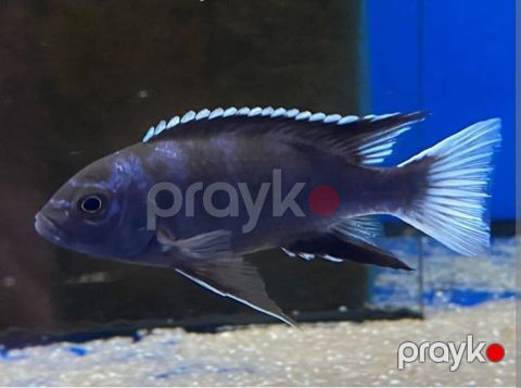 Cixlid balığı, Yırtıcı, Pulsuz çatdırılma — Bakı