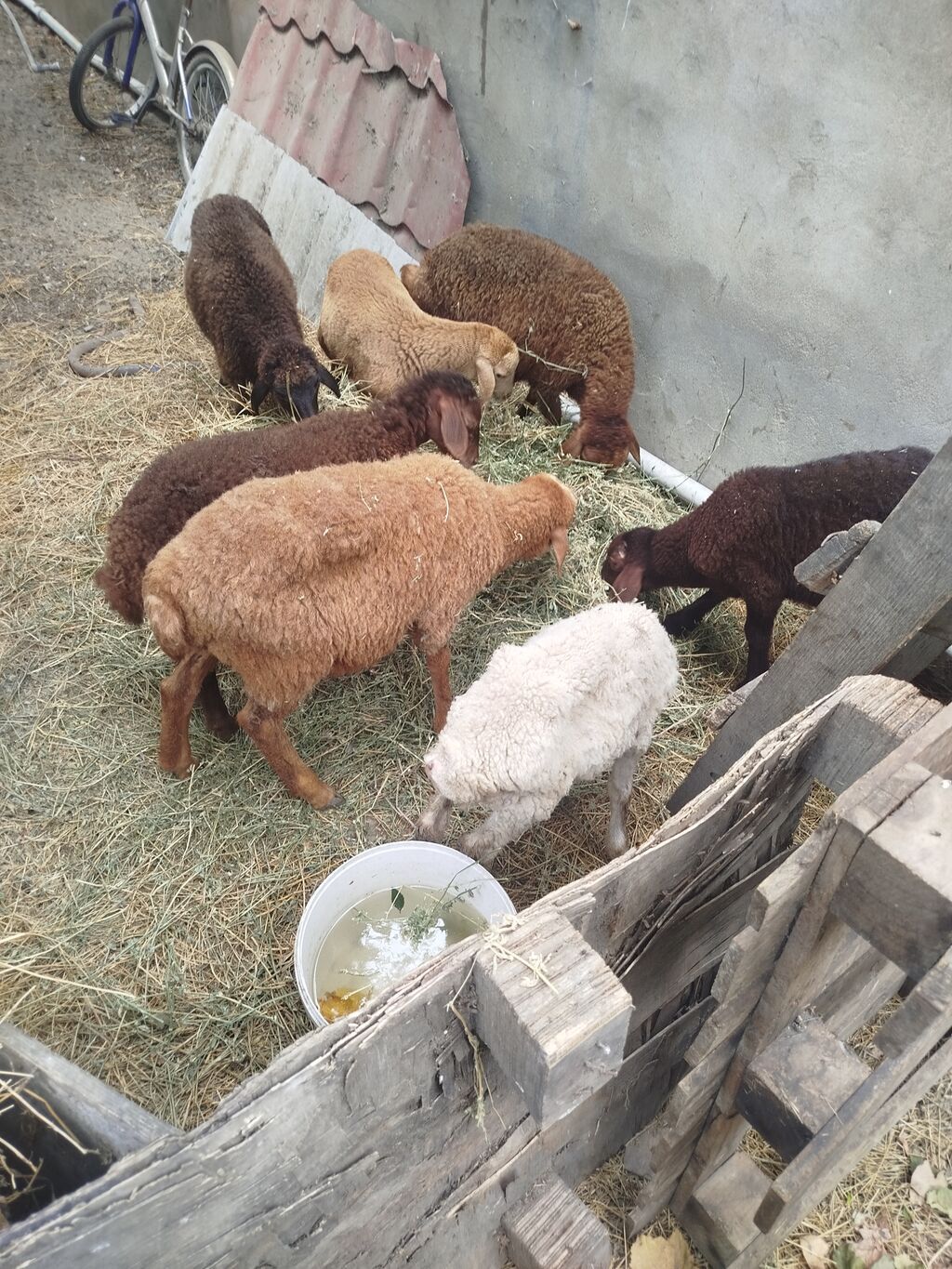 Satış üçün quzu/qoyun sürüsü — yerli ətlik-yunlu tip — Kənd təsərrüfatı heyvanları, Digah (2)