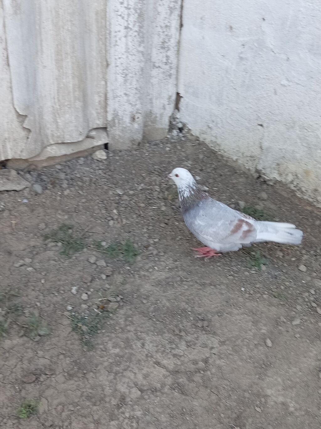 Mor agbas erkeydir tutulm quşdur ünvan Neftçala rayonu — Quşlar, Salyan (2)