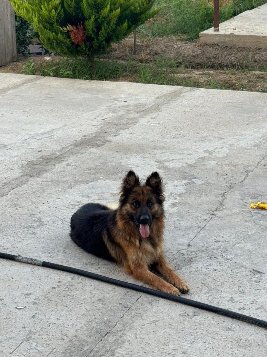 Alman ovçarkası — Heyvanlar, Şirvan (2)