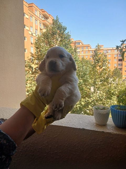 Qızılı retriver balası — Bakı