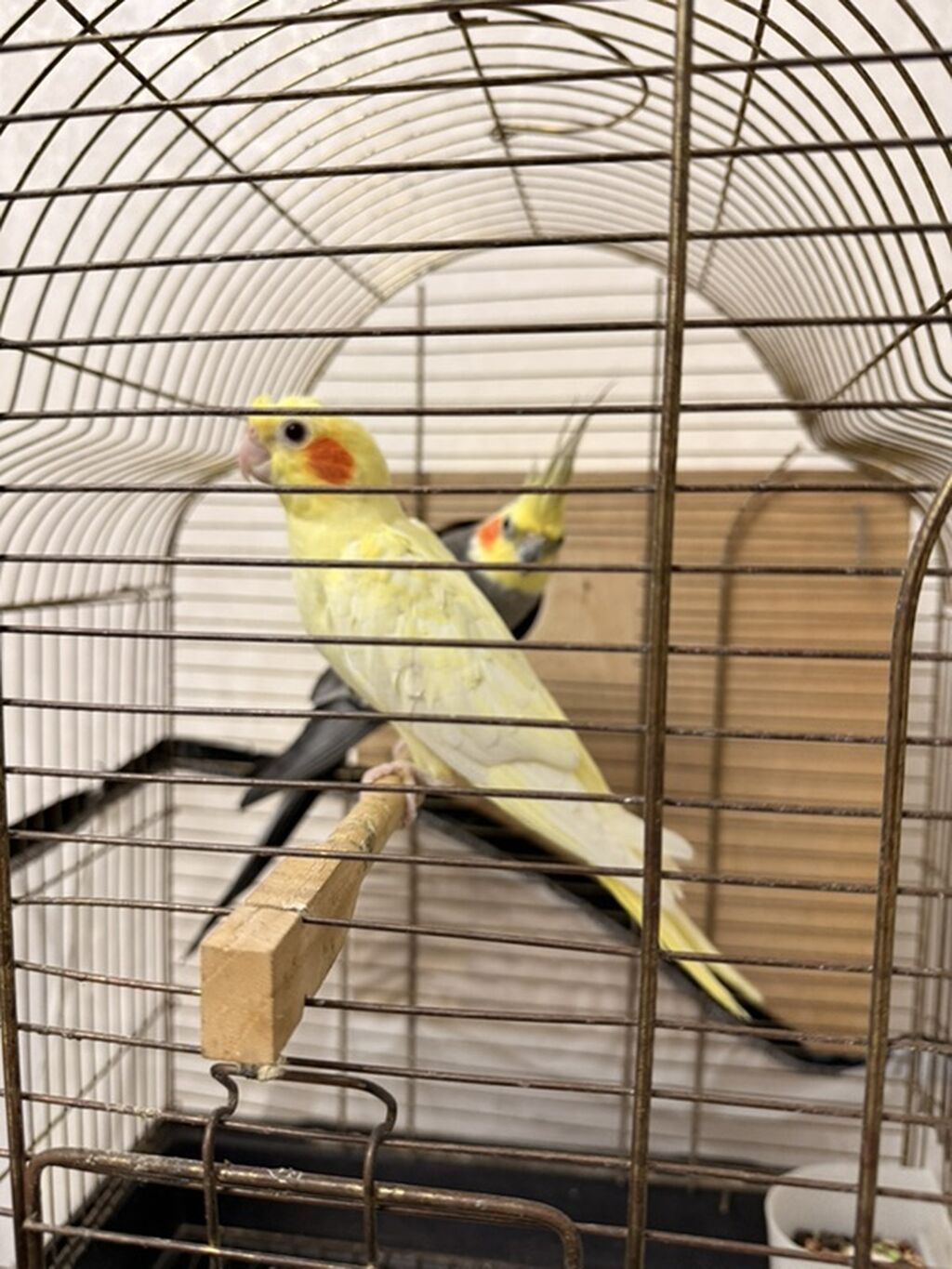 Nimfa (Cockatiel) papuqayları – evdə saxlanılan dekorativ quşlar — Quşlar, Quba