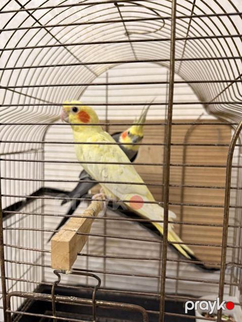 Nimfa (Cockatiel) papuqayları – evdə saxlanılan dekorativ quşlar