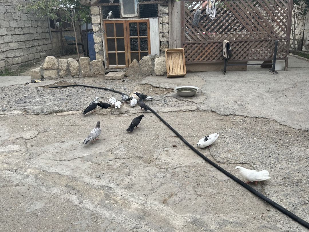 Göyərçinlər — Quşlar, Bakı (4)