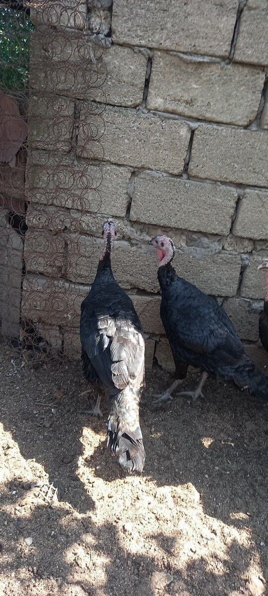 Hinduşkalar — Quşlar, Bakı (9)