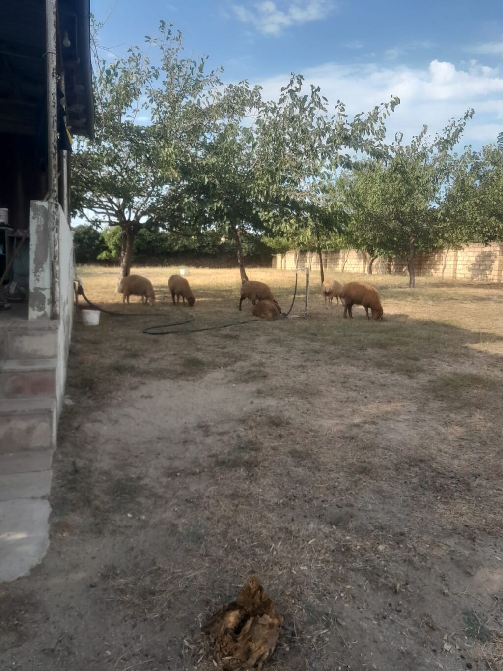 Salam 6 dene quzular satılır.bordaglig damazlıqa yaralıdır.real alıcı — Heyvanlar, Sumqayıt (2)