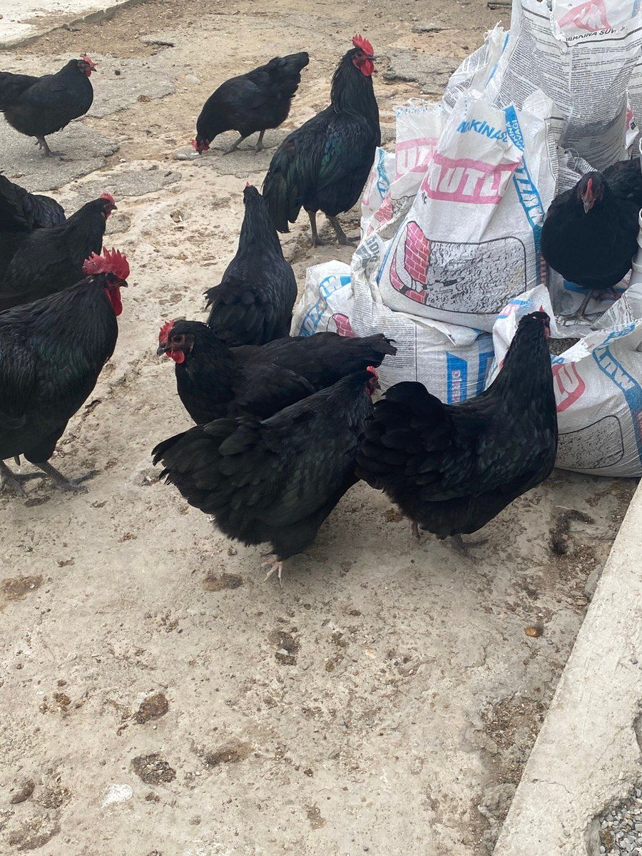 Mayalı avstralorp yumurtası — Quşlar, Bakı (5)