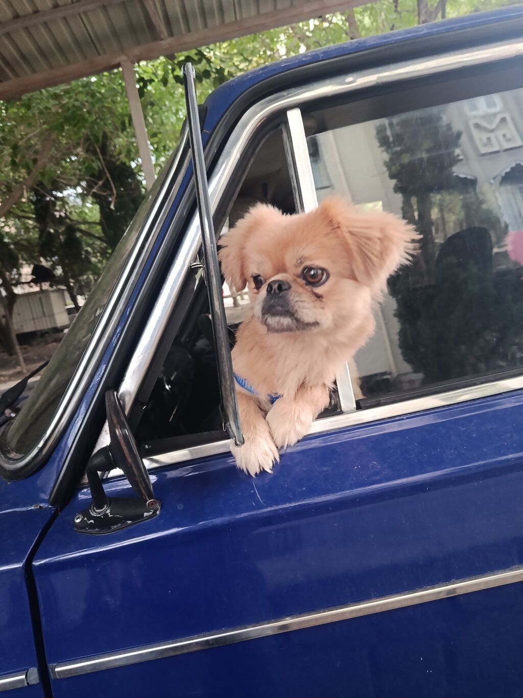 Cins: Pekinges (Pekingese) Rəng: açıq qəhvəyi/qızılı Cinsiyyəti: erkək — Heyvanlar, Gəncə (2)
