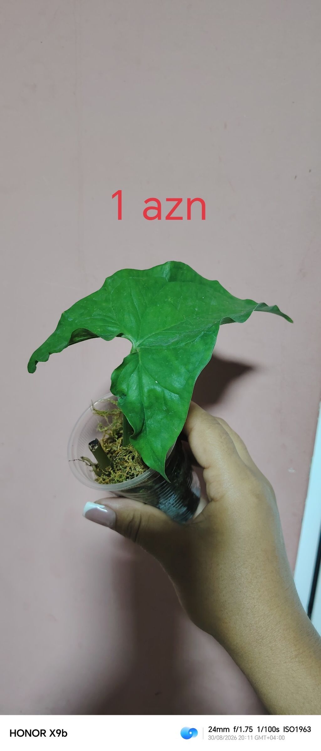 Otaq bitkiləri şitilləri - Sukulent (kiçik qara plastik dibçəkdə) — Çiçəklər, Bakı (3)