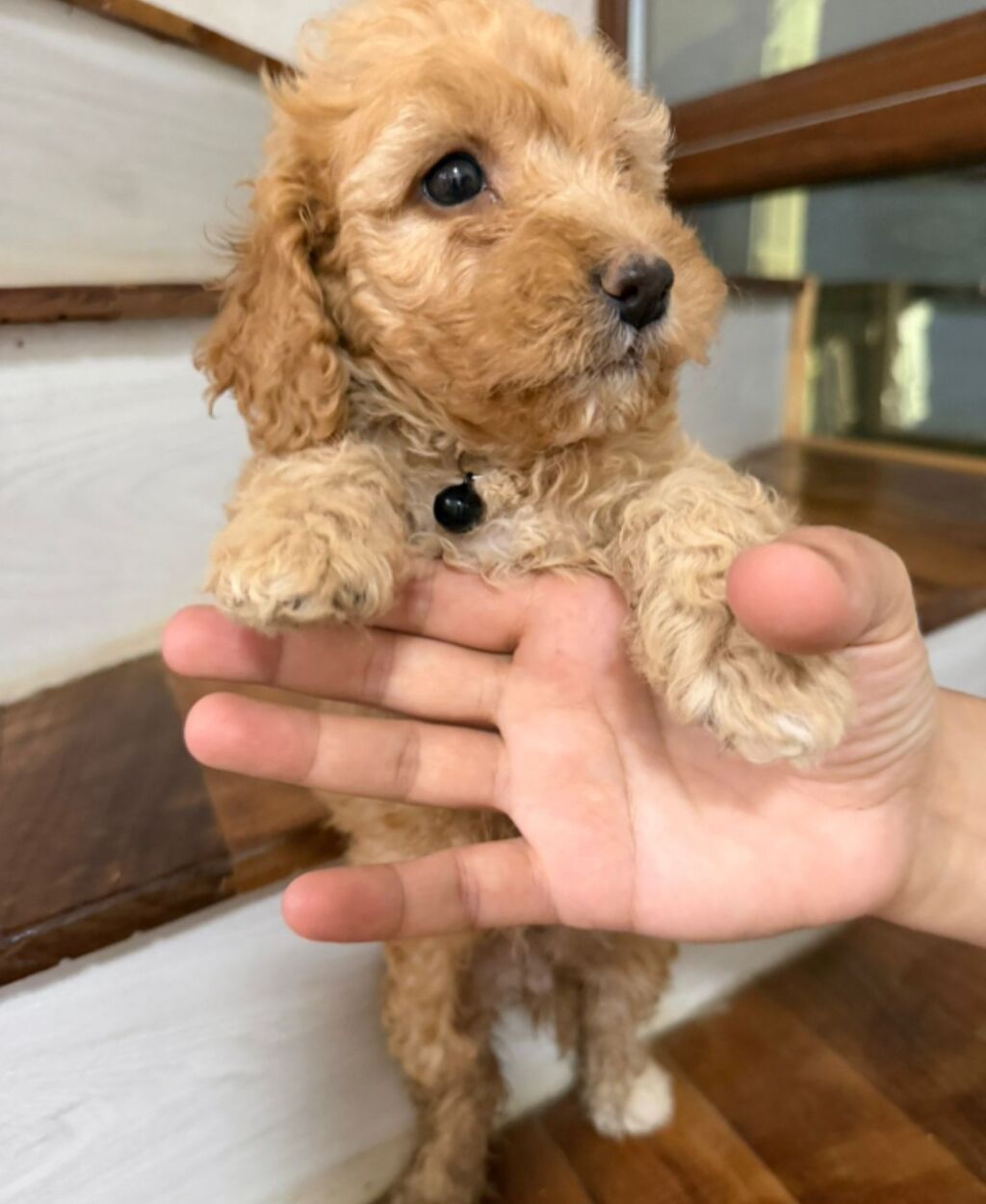 Pudel, 1 ay, Erkək — Heyvanlar, Bakı (10)