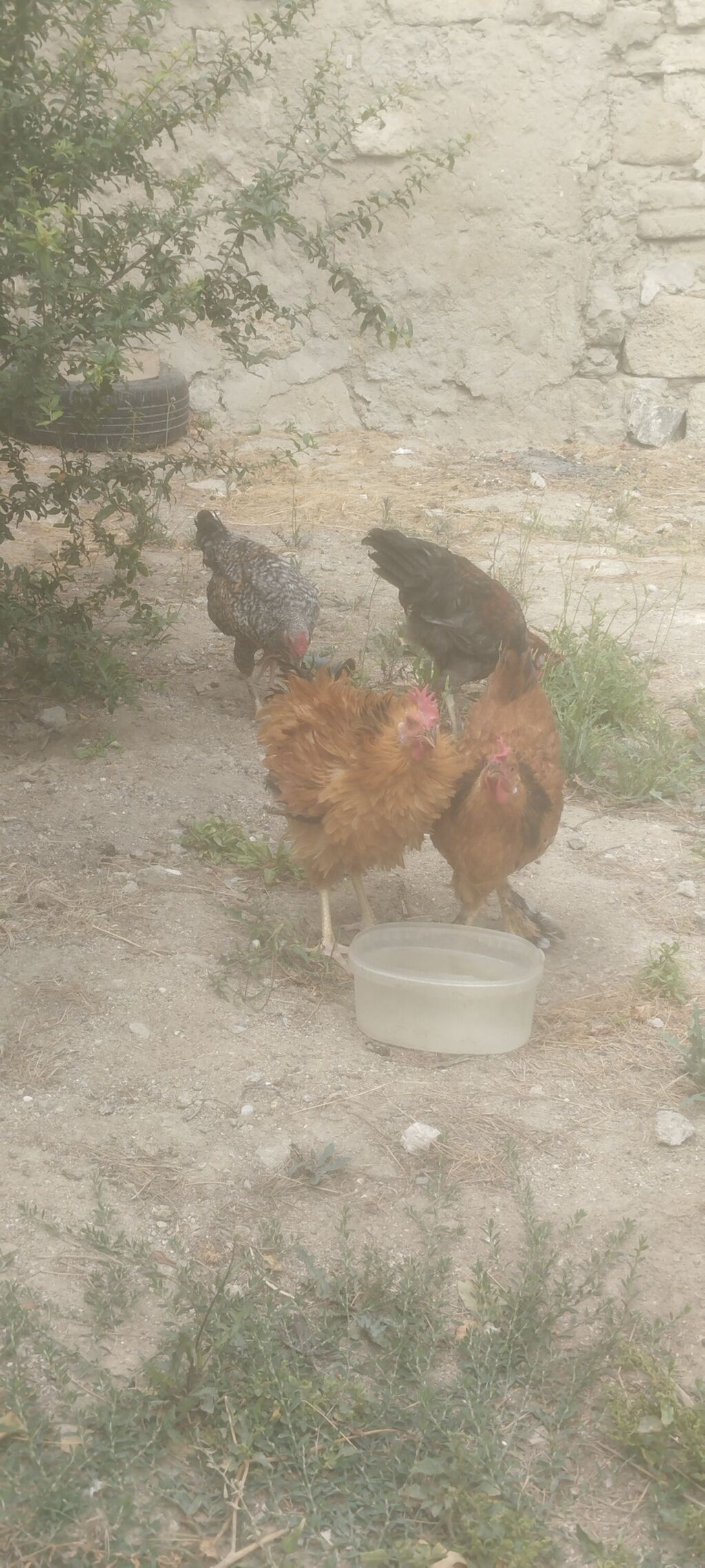 Cəmi 4 eded cavan kənd xoruzlar idi tecılı satilirMəhsul: Yerli — Heyvanlar, Digah (3)