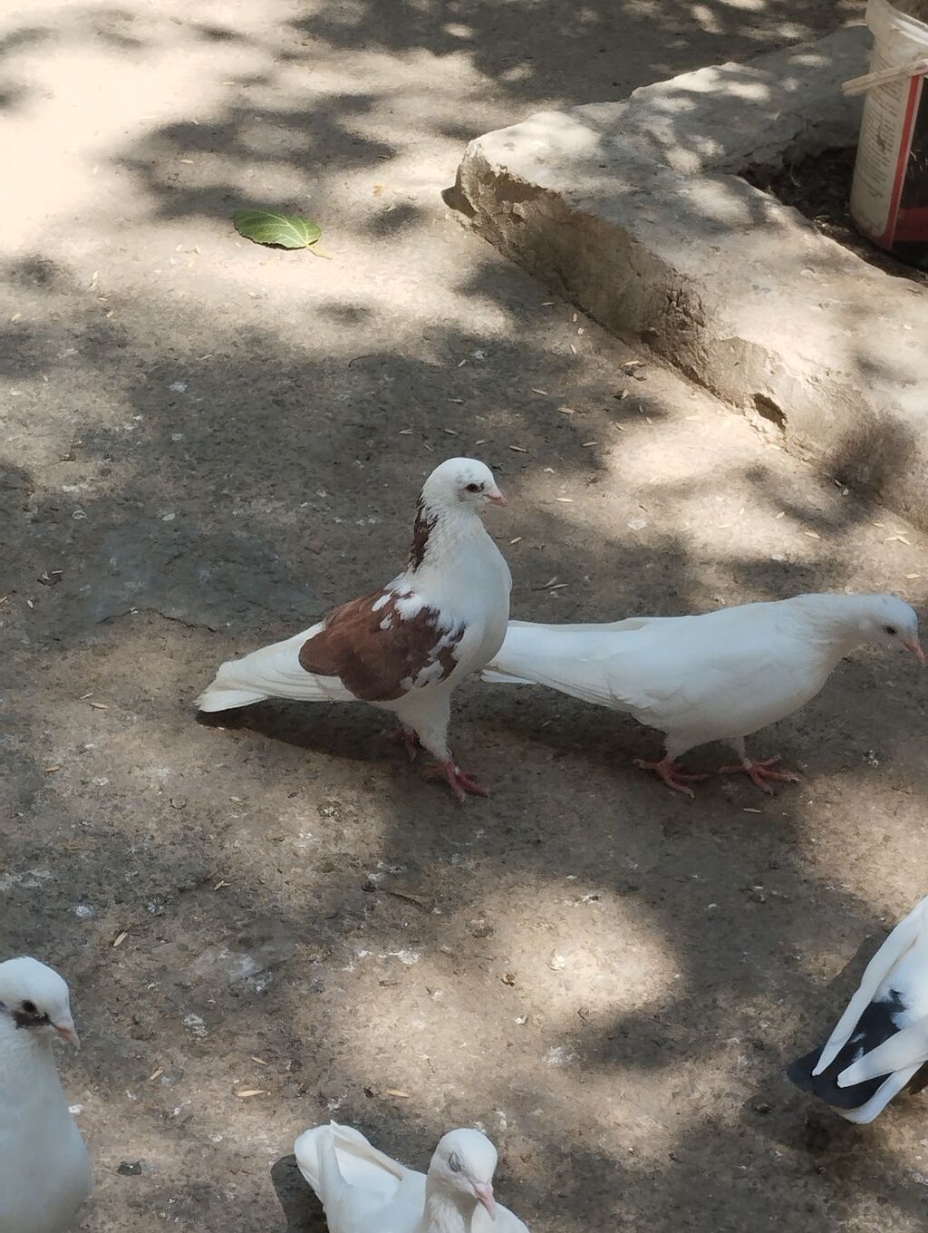 Saqlam qusdardi sec gotur 15m basqa qusdarda var — Quşlar, Bakı (4)