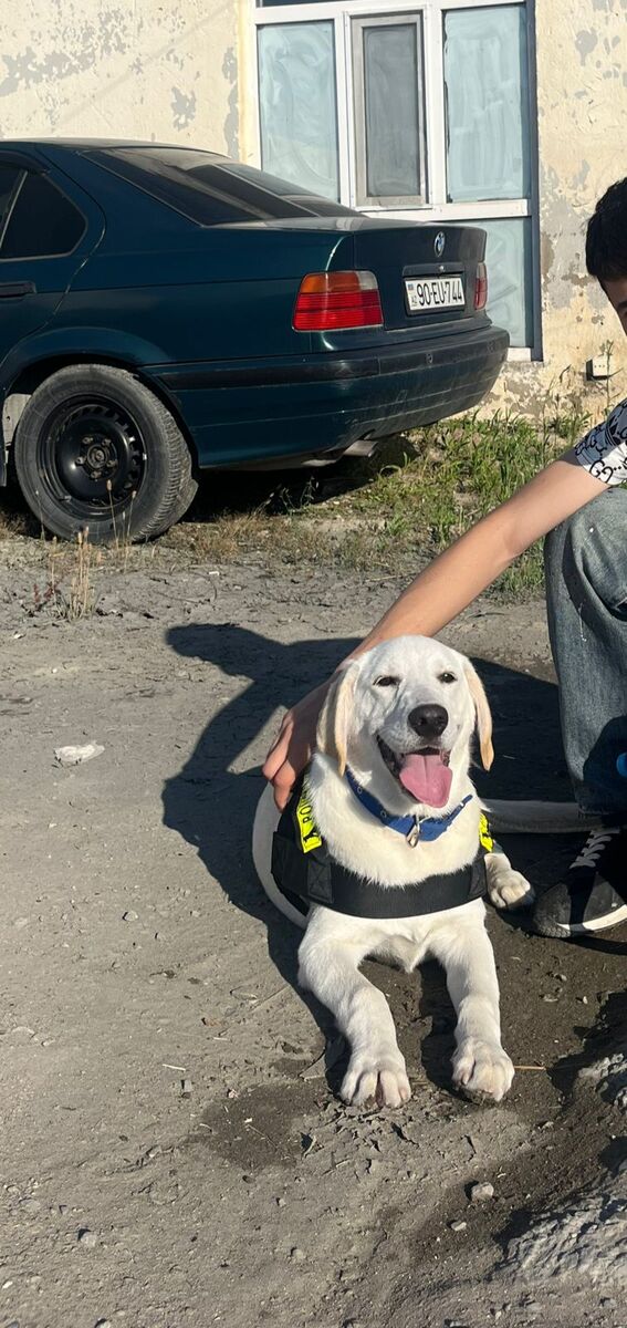 Labrador Retriver — Heyvanlar, Bakı (2)