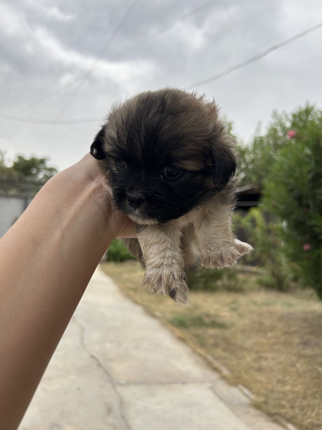 Pekines balası — Heyvanlar, Saatlı (2)