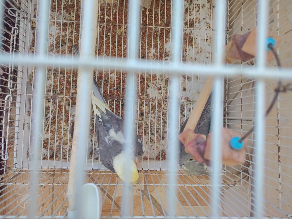 Nimfa (cockatiel) cütlüyü - Növ: Nimfa (cockatiel) – boz-ağ rəng — Qəfəslər, Qobustan (4)
