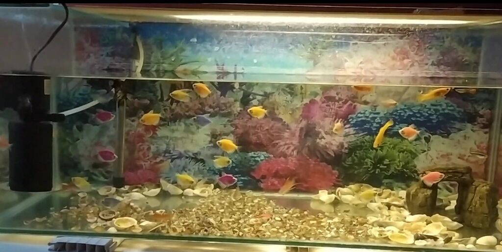 Dördbucaq akvarium, Balıqlarla birlikdə, 160 l, Pulsuz çatdırılma — Heyvanlar, Bakı (4)