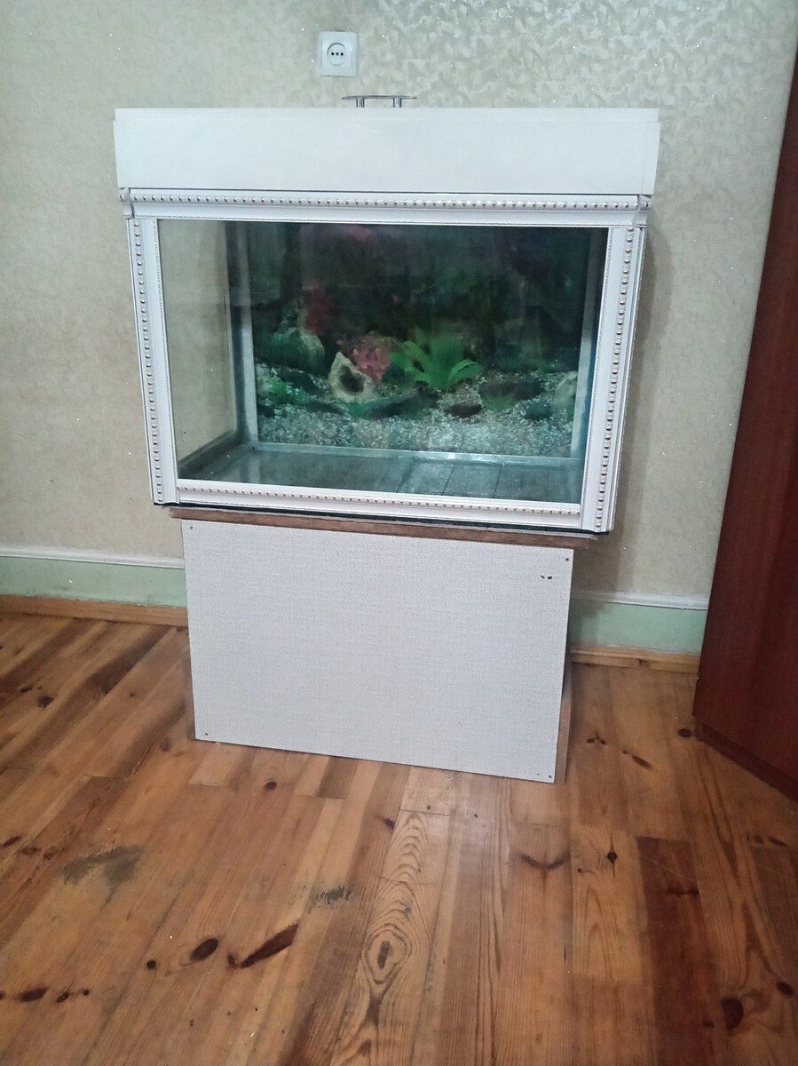 Akvarium — Akvariumlar və balıqlar, Gəncə (2)