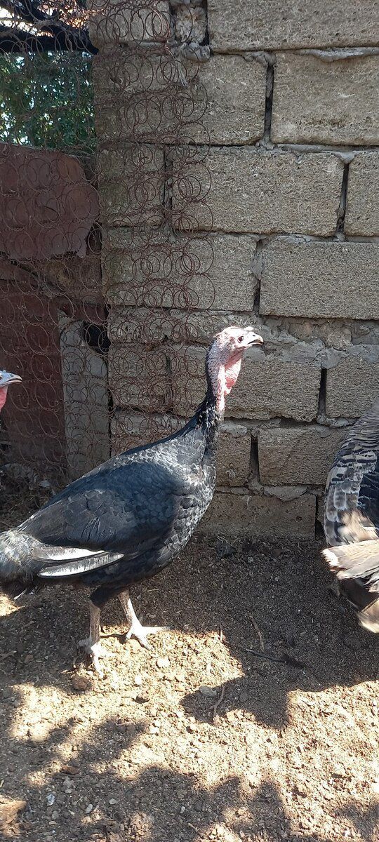 Hinduşkalar — Quşlar, Bakı (7)