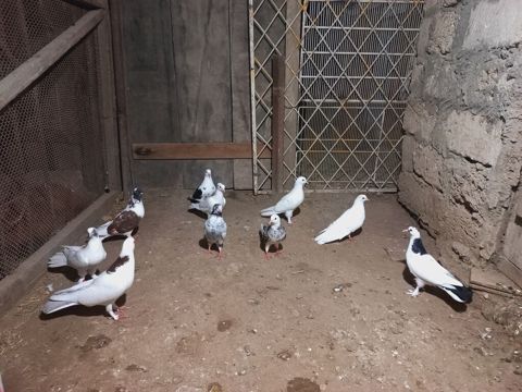 Göyərçinlər — Digah