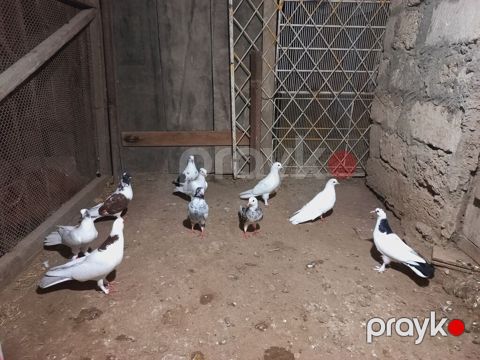 Göyərçinlər — Digah