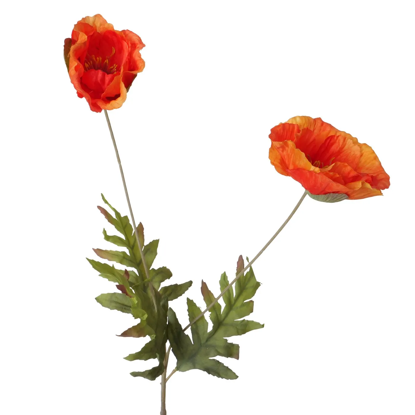 Dekorativ gül Boltze Corn poppy 66 sm — Bakı