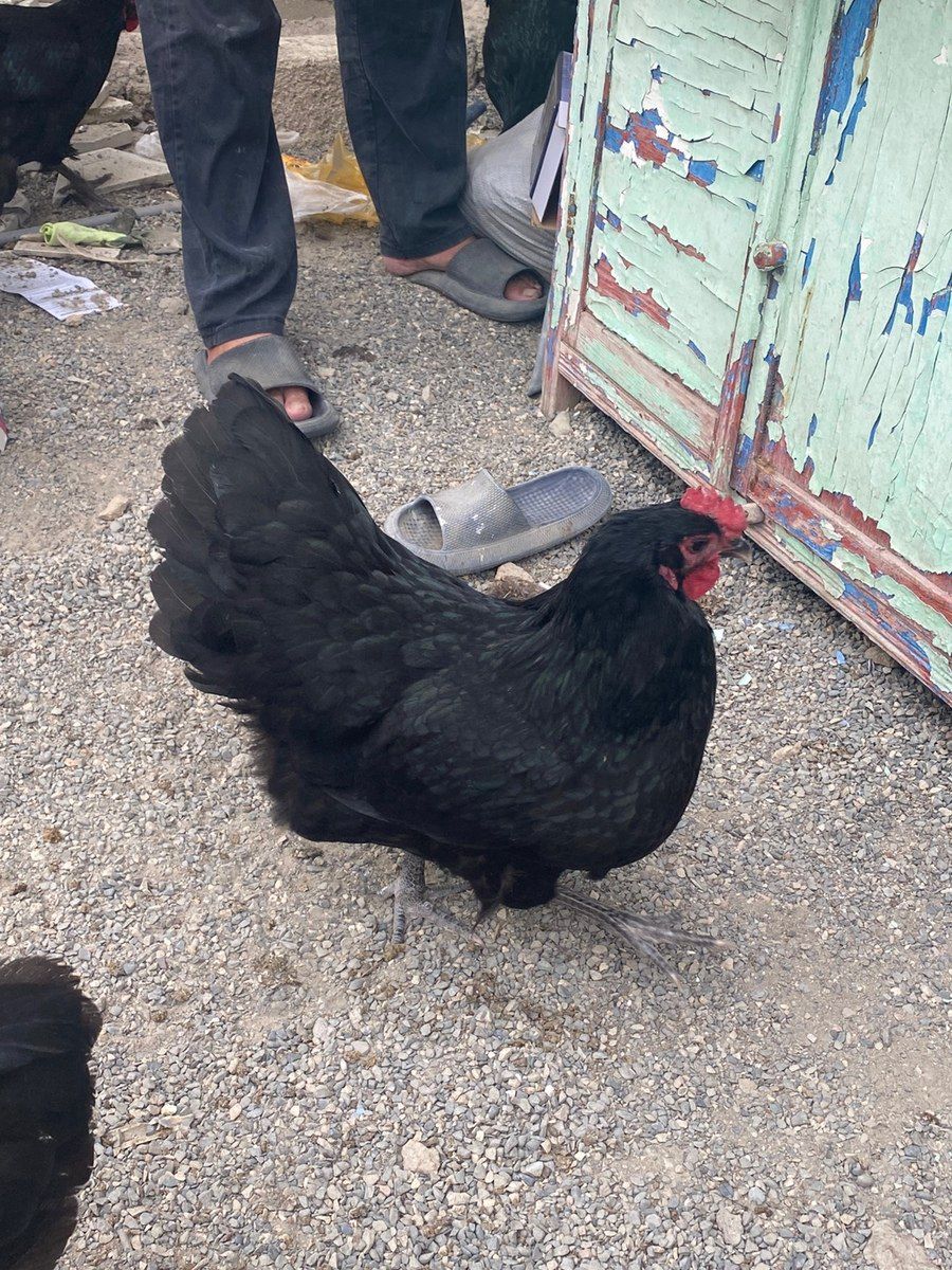 Mayalı avstralorp yumurtası — Quşlar, Bakı (2)