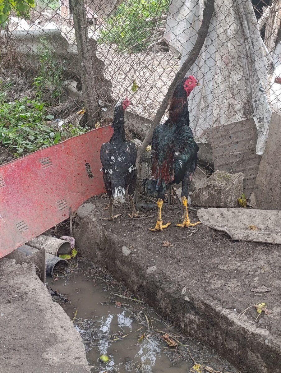Heyratı — Quşlar, Qazax (2)