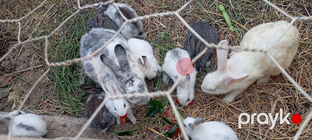 Ev təsərrüfatı üçün dekorativ-döşəmə cinsli dovşanlar - Rənglər: ağ — Dovşanlar, Xırdalan (6)