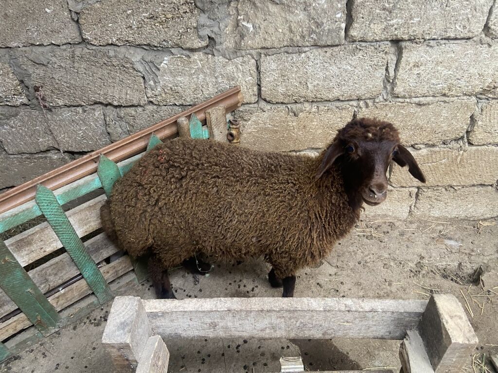 Qoyun – yerli cins, qəhvəyi rəngdə, quyruqlu (yağlı quyruq tipli) — Heyvanlar, Digah (3)