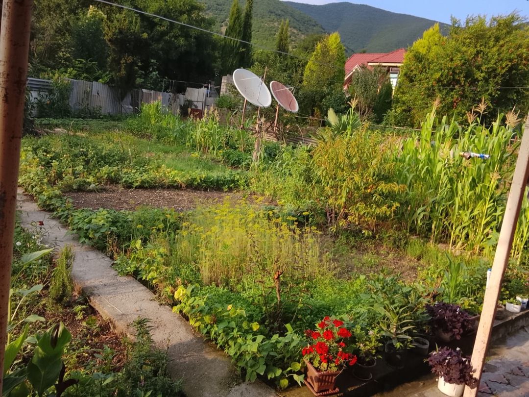 Həyət evi kirayə verilir, Şəki ş — Ev, villa, Şəki (7)