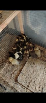 Muscovy ördək balaları (indoutka) – müxtəlif rənglərdə cücələr — Quşlar — Digər