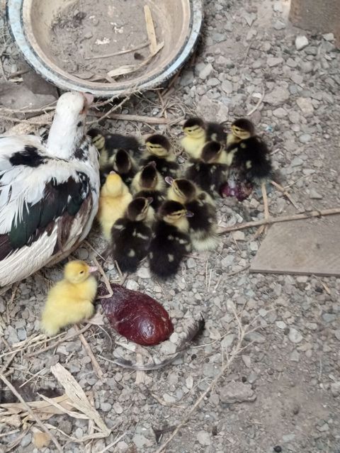 Salam. Lal ördək balaaları satılır tam sağlamdılar 12. dənədirlər — Qobu