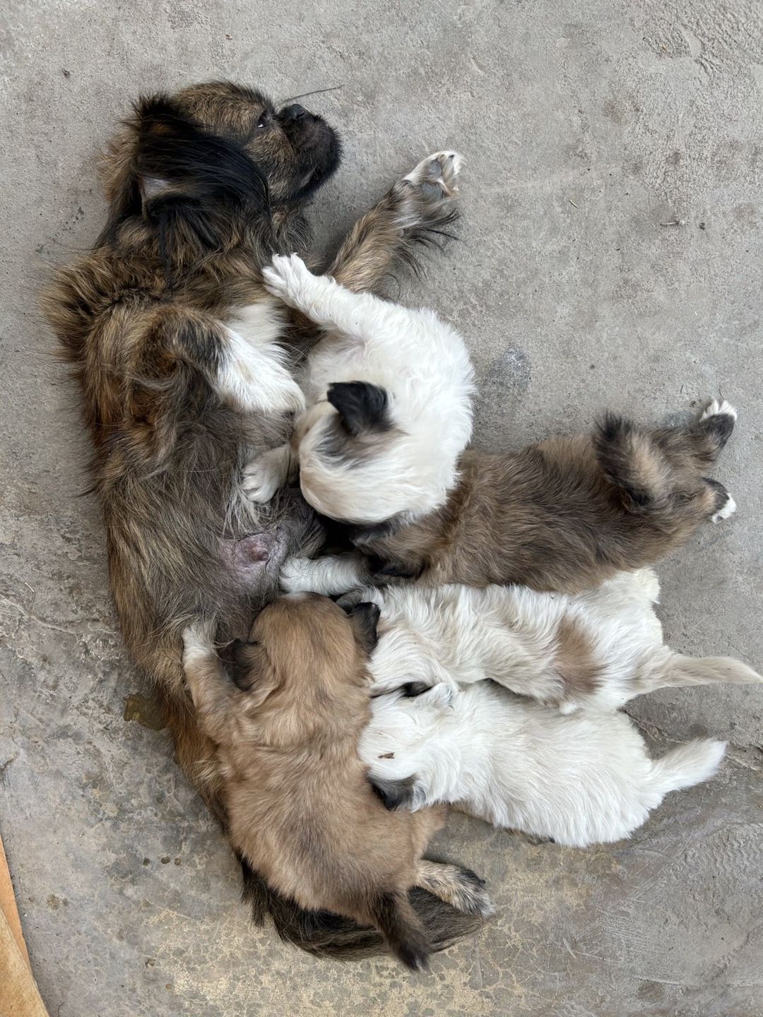 Pekines balası — Heyvanlar, Saatlı (3)