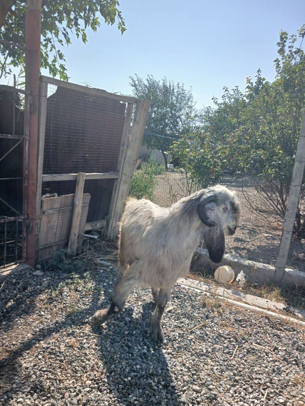 Erkək, Hələb, il: 1, Damazlıq, Ünvandan götürmə — Heyvanlar, Siyəzən (2)