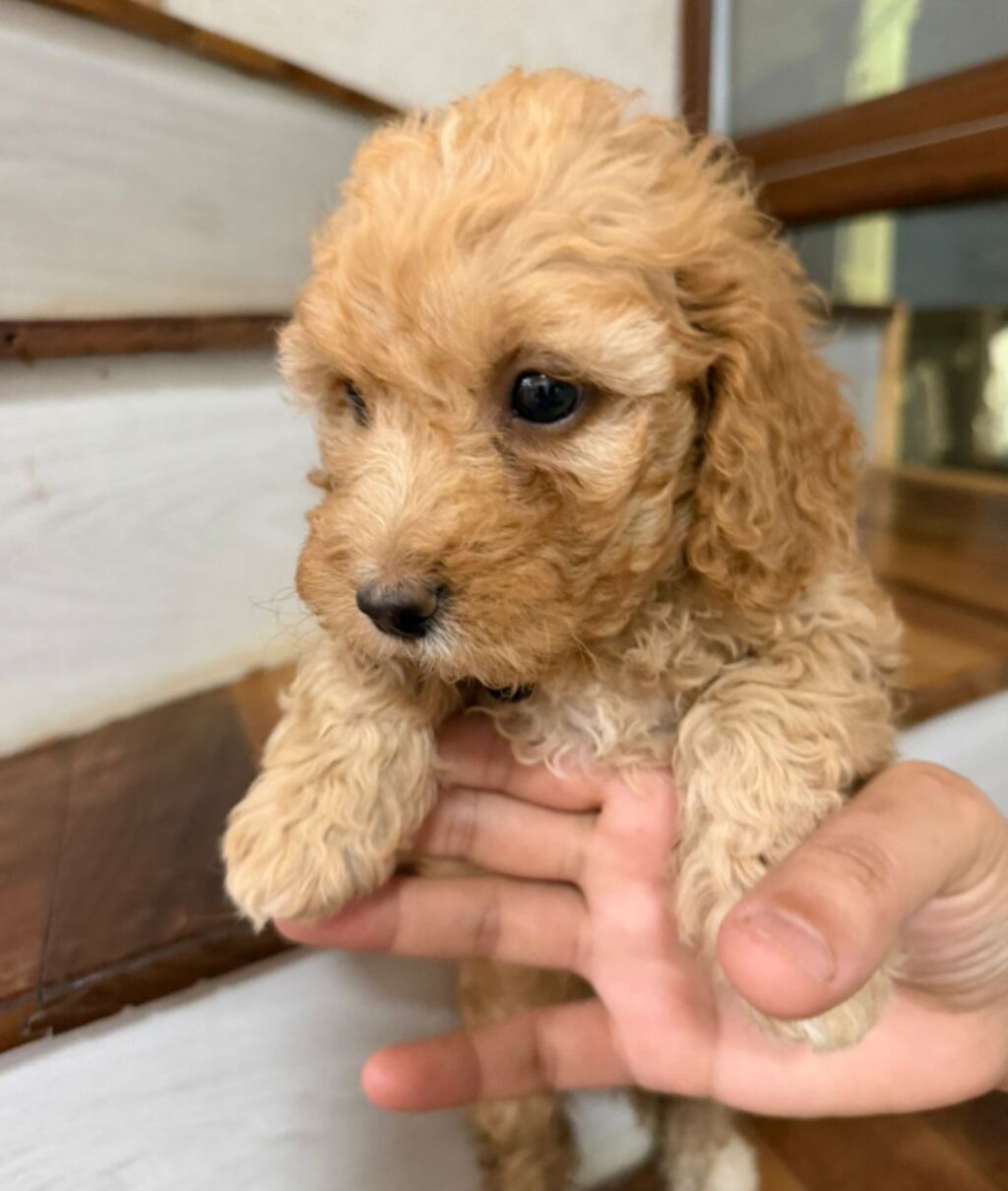 Pudel, 1 ay, Erkək — Heyvanlar, Bakı (8)