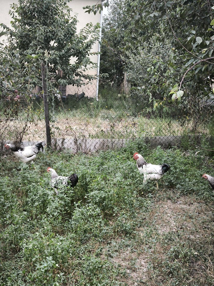 Xoruzlar — Quşlar, Quba (4)