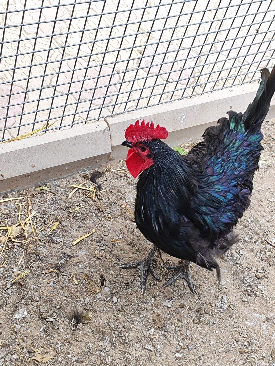 Avstralorp xoruzu — Quşlar, Bakı (2)